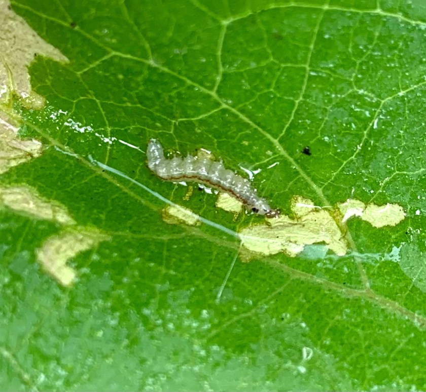 worm on eggplant leaf