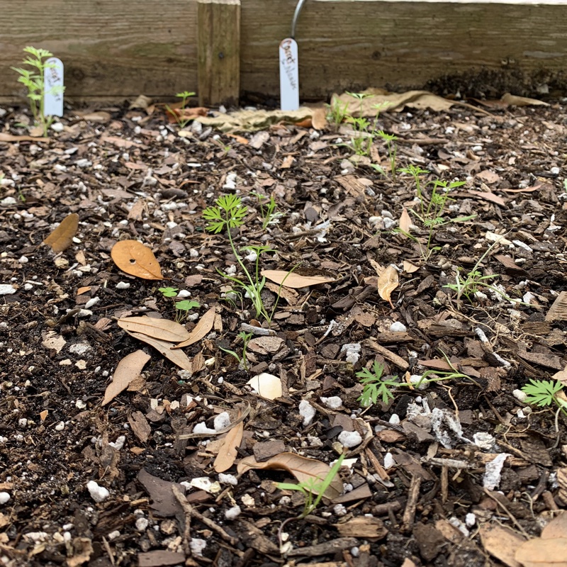 carrots growing in the raised bed