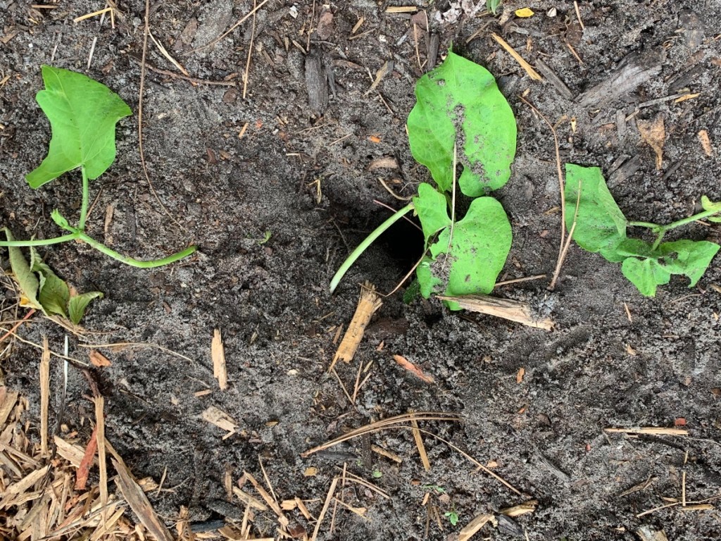 beans dug up