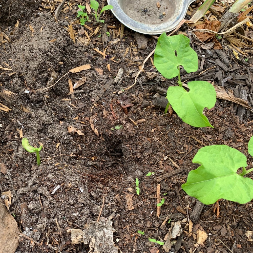 hole by bean plants