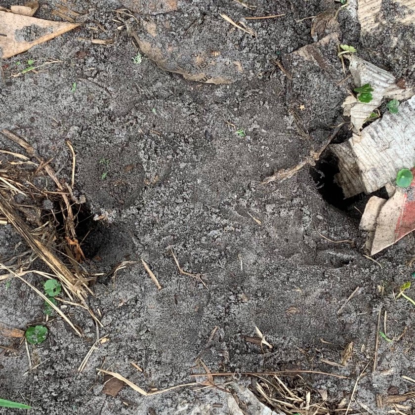 deep holes in garden