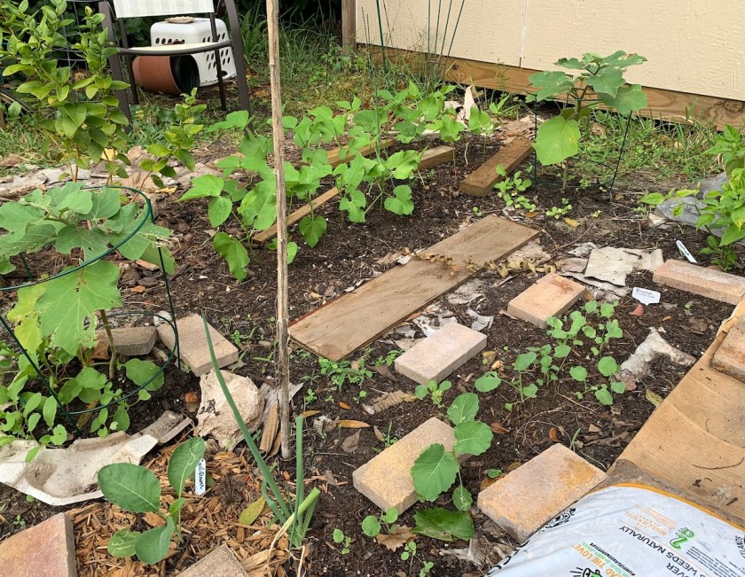 interplanting beans, eggplant, broccoli, cauliflower