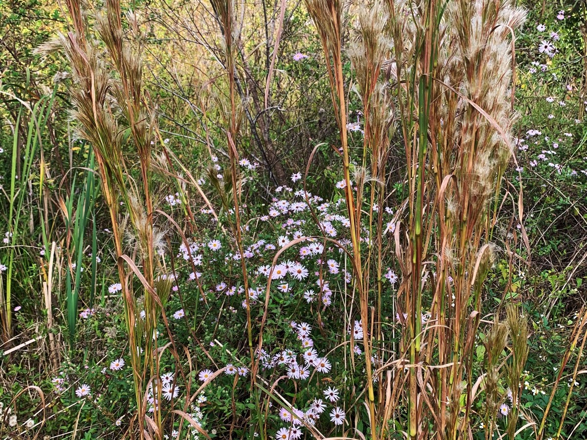 A Patch of Native Florida Wildflowers and&nbsp;Grass