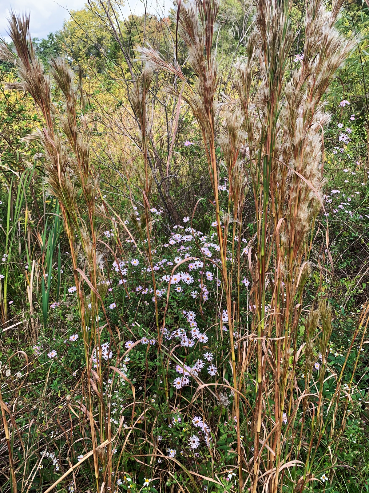 A Patch of Native Florida Wildflowers and&nbsp;Grass
