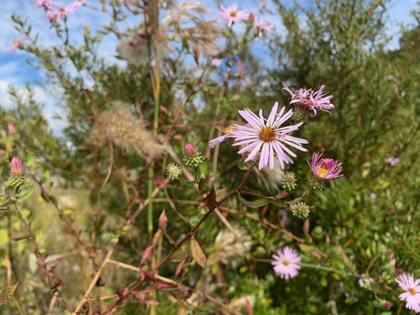 Florida native wildflowers