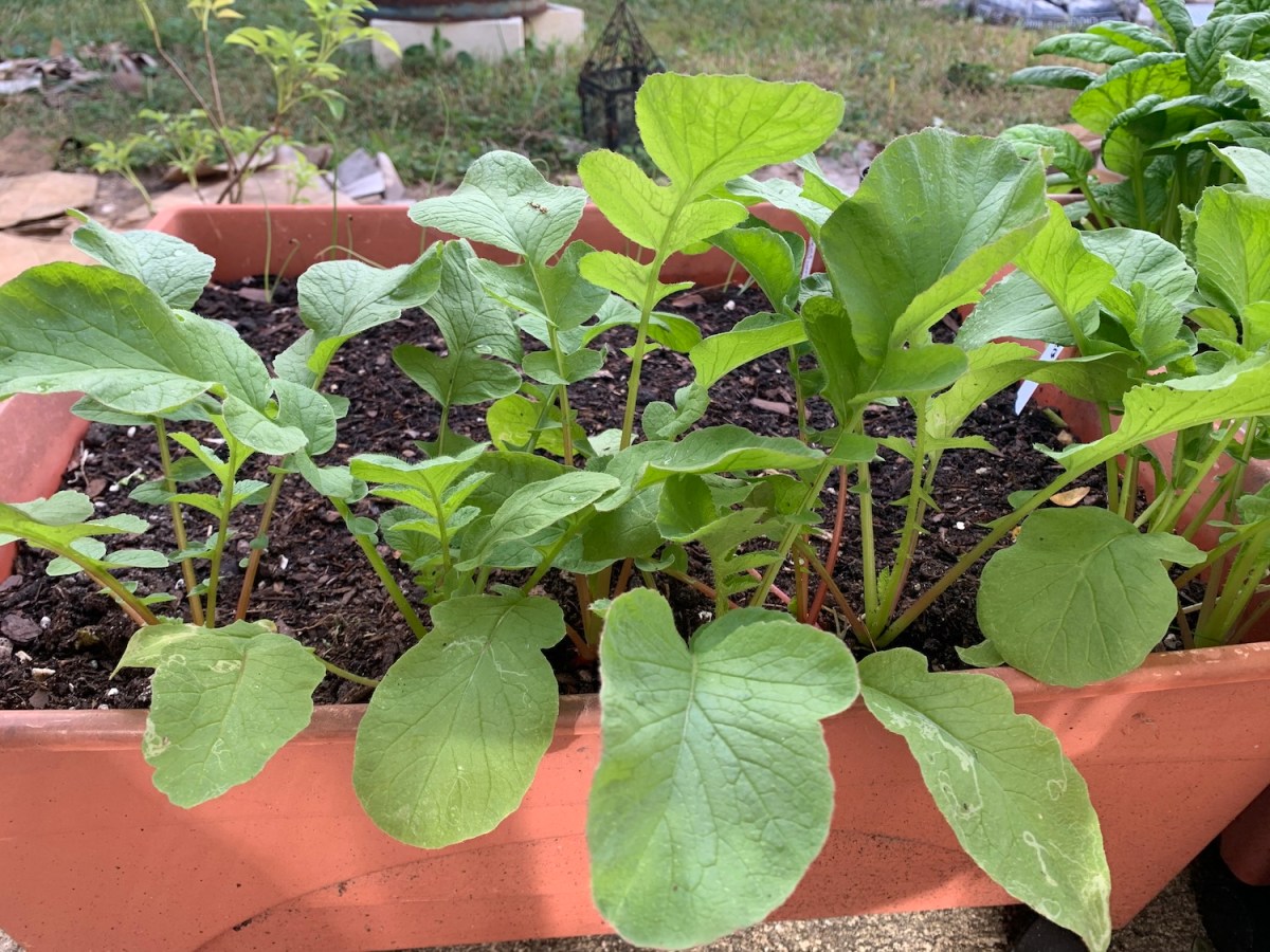 Compare: Soil, Site and&nbsp;Seeds