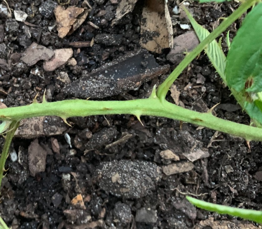 thorns on stems