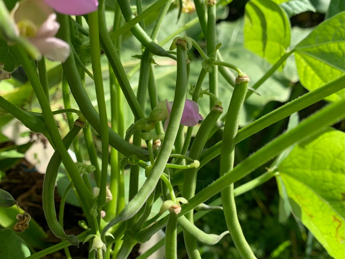 Picking Green Beans in&nbsp;December