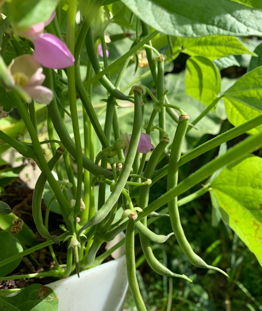 green beans in garden