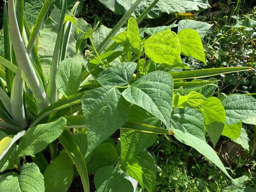 one green bean plant