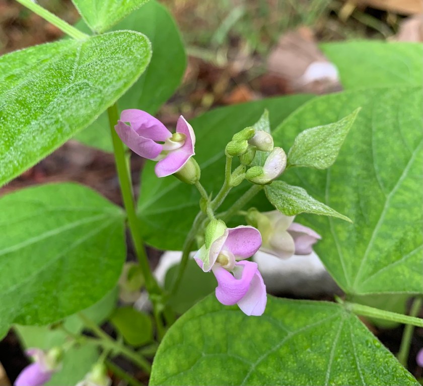 bean flowers