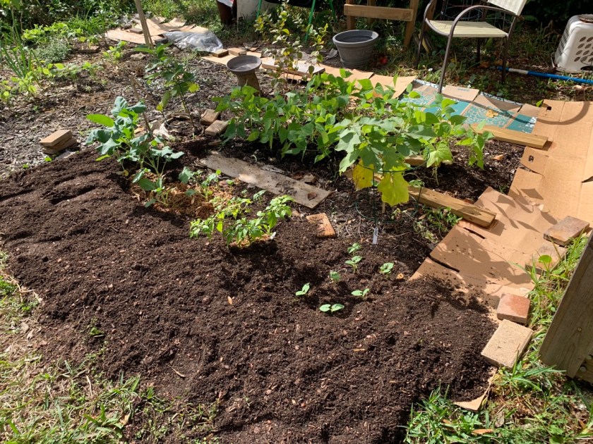 garden with beans and veggies