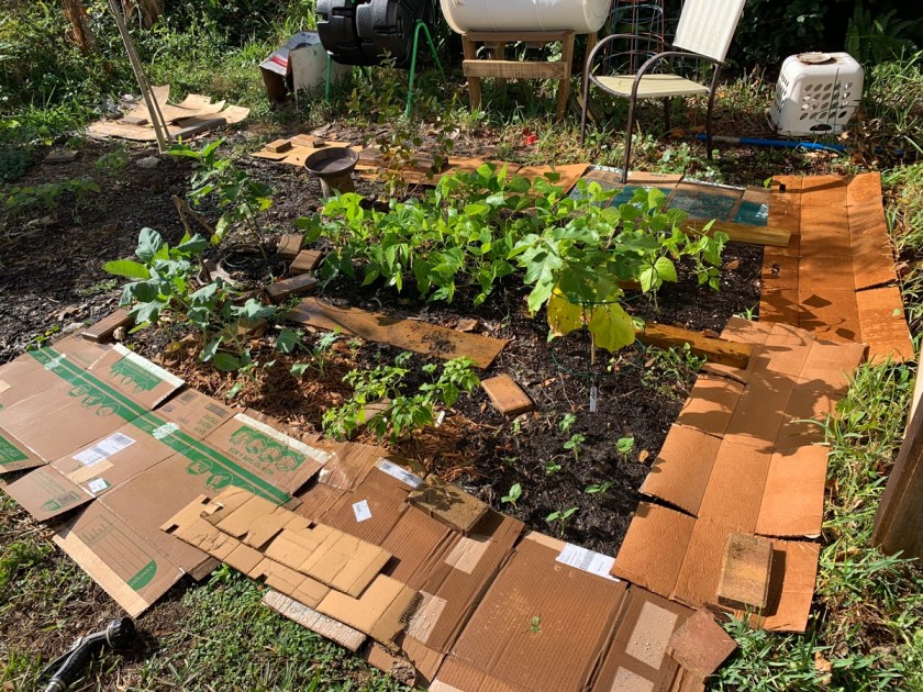 cardboard around vegetable garden