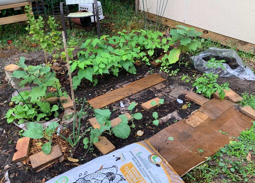 bean plants in garden bed