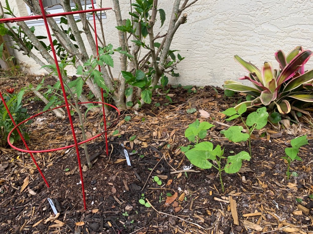 small garden with flowers and vegetables