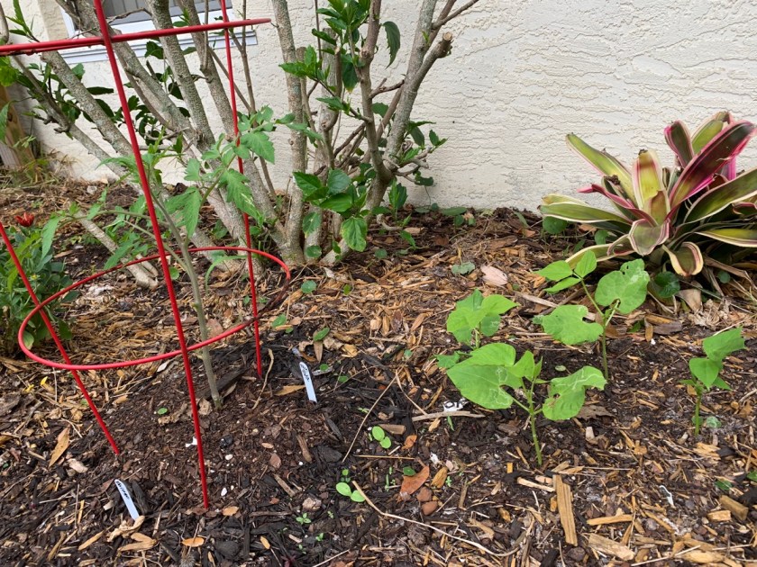 small garden with flowers and vegetables