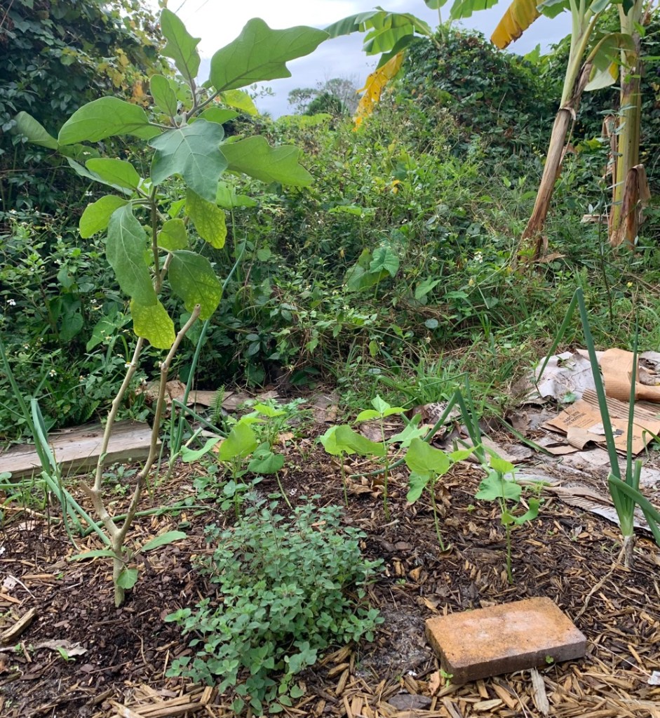 garden eggplant oregano and beans
