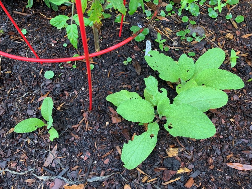 small borage plants