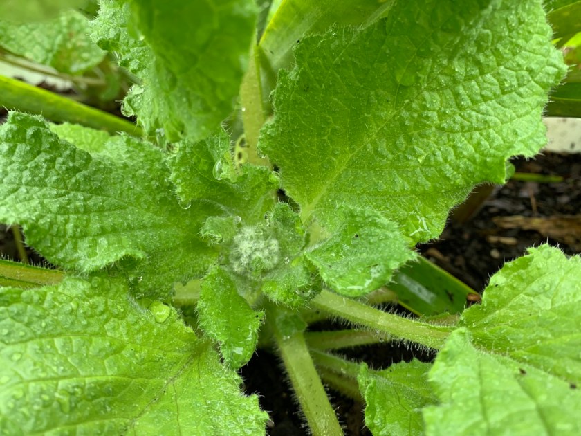 borage center buds