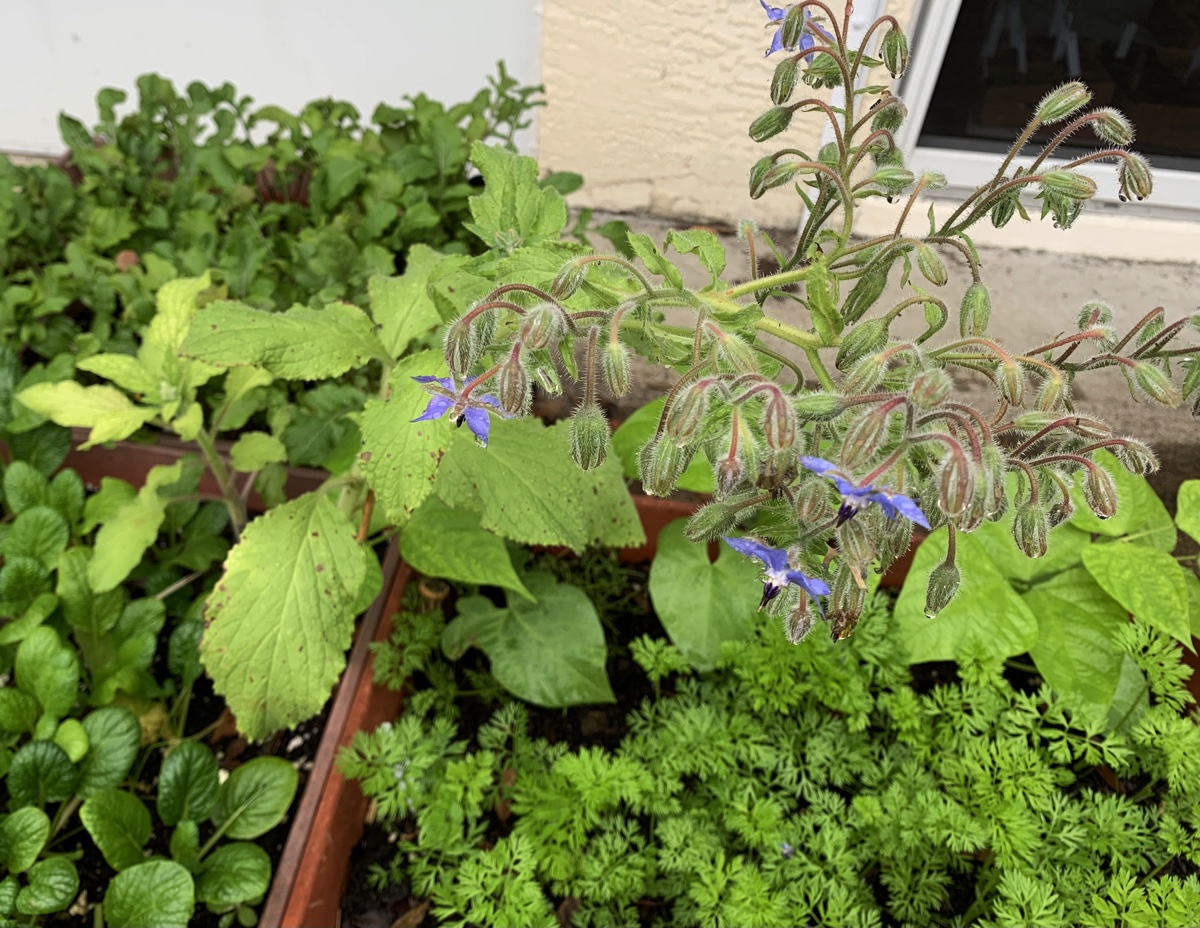 Can Borage Grow in&nbsp;Florida?
