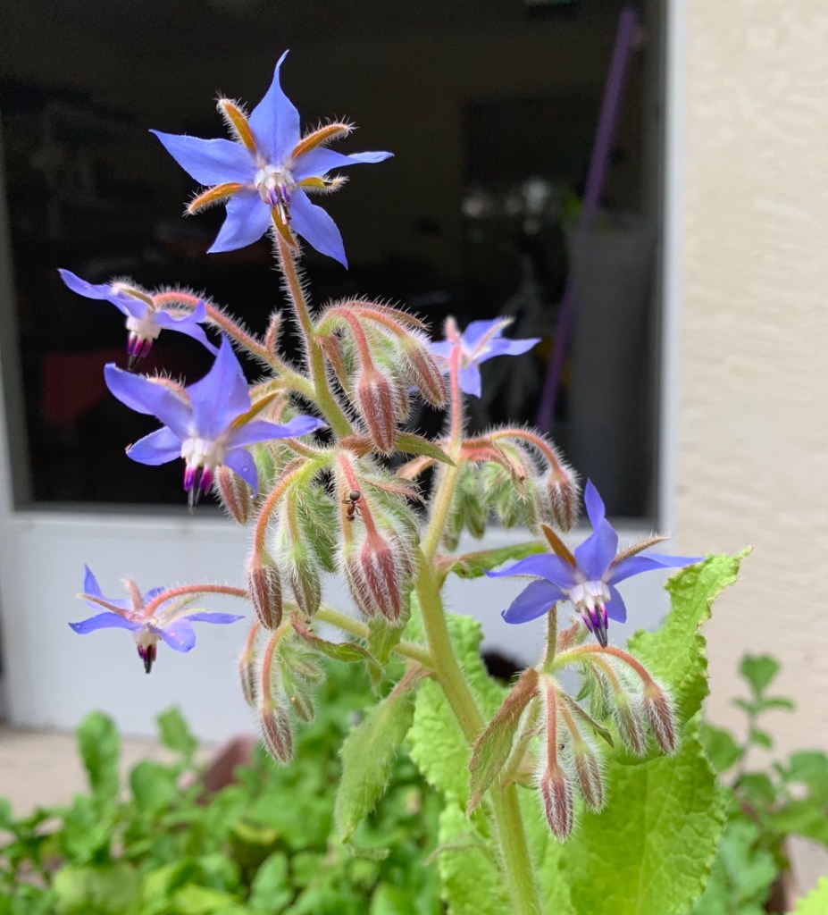 Florida borage plant