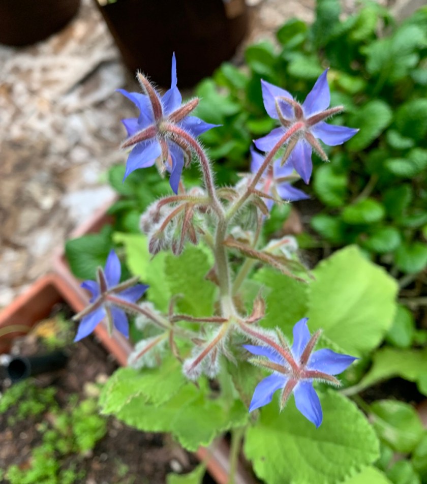 Florida borage flowers