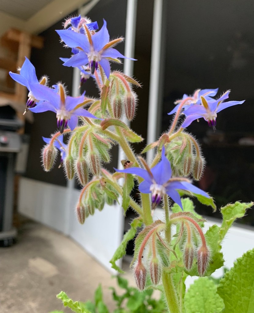 Florida borage growing