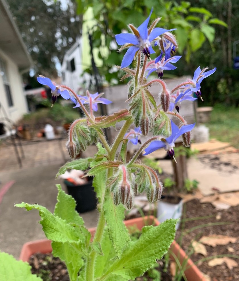 Florida borage flowering