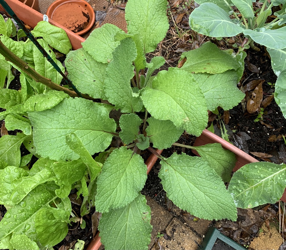 borage leaves