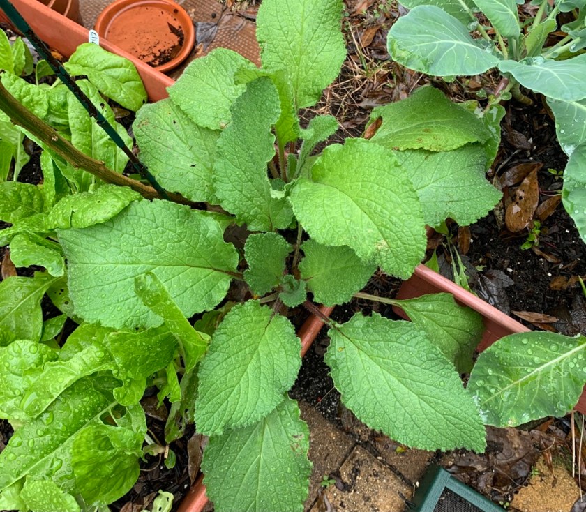 borage leaves