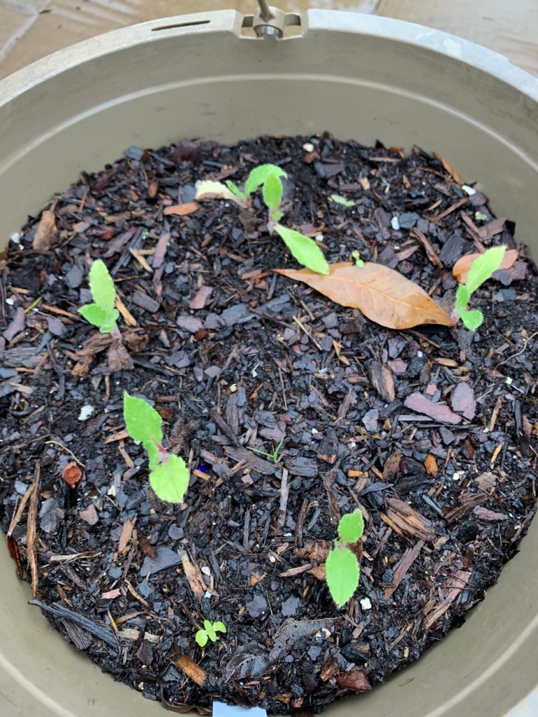 borage seedlings