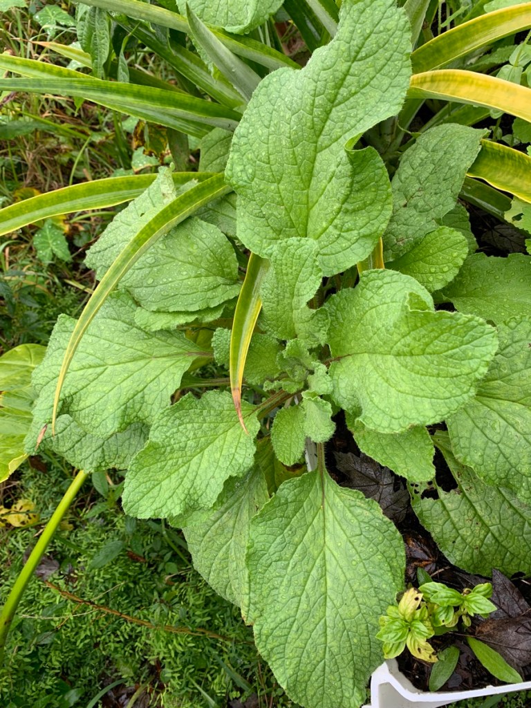 borage and pineapple