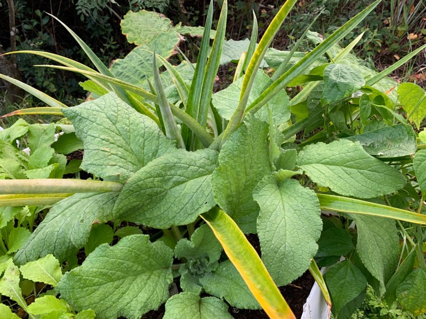 borage leaves pineapple