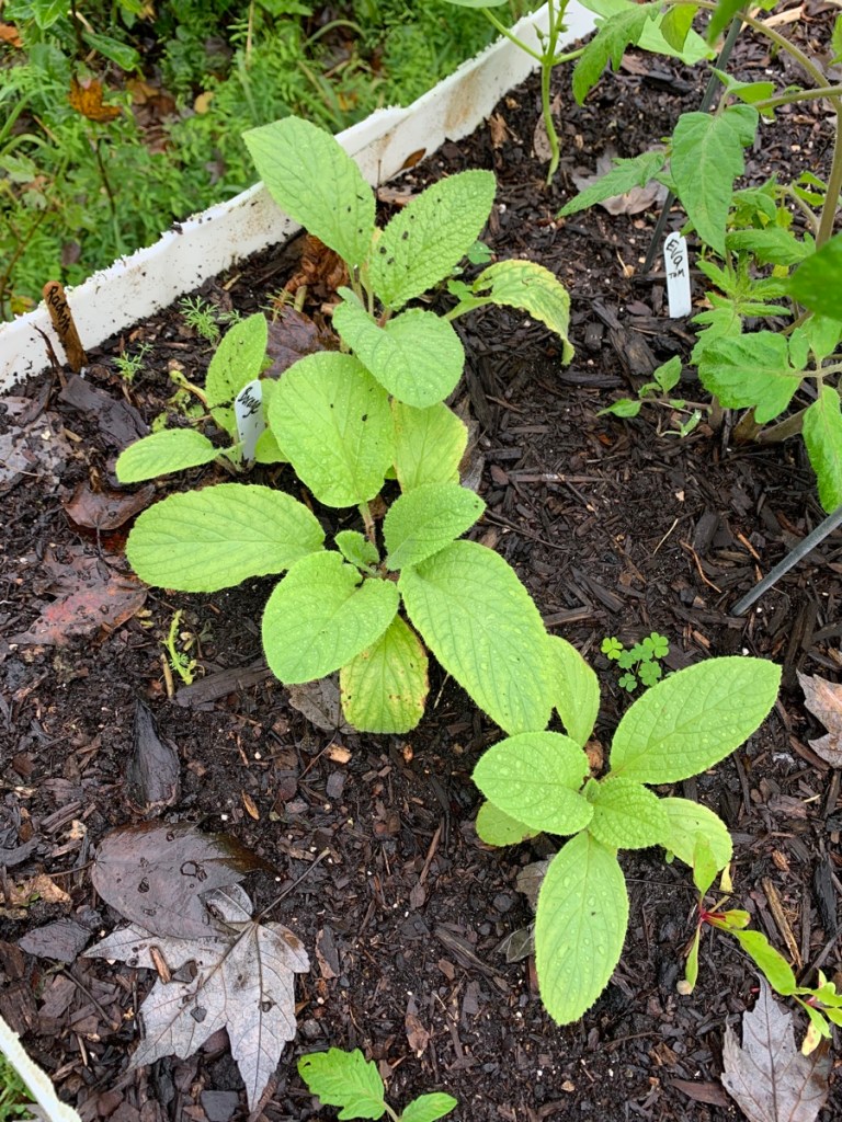 borage growing