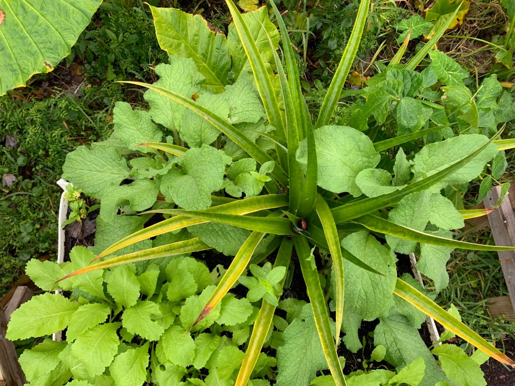 borage pineapple mustard greens