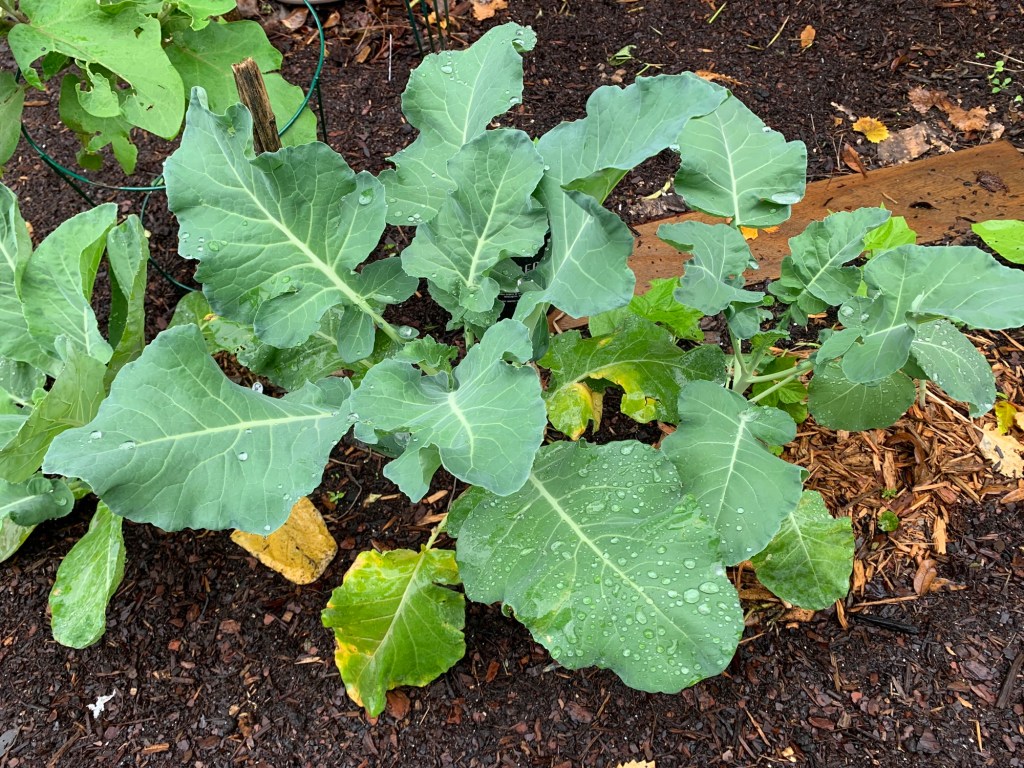 broccoli plants garden