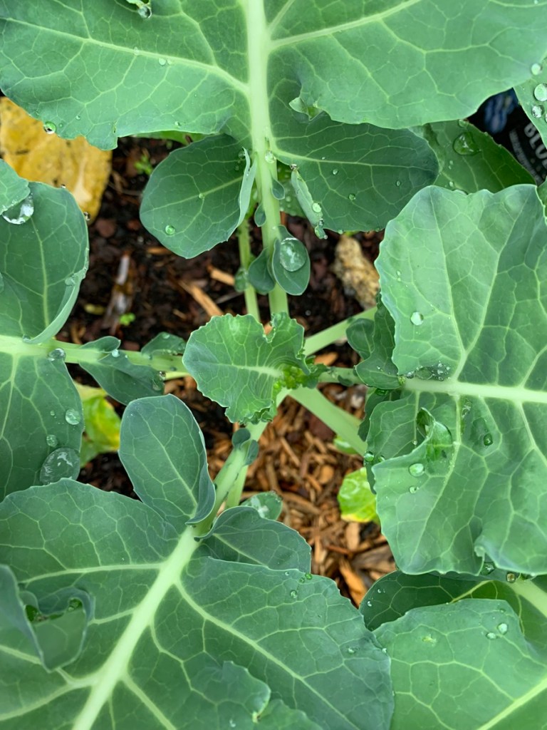 broccoli plant