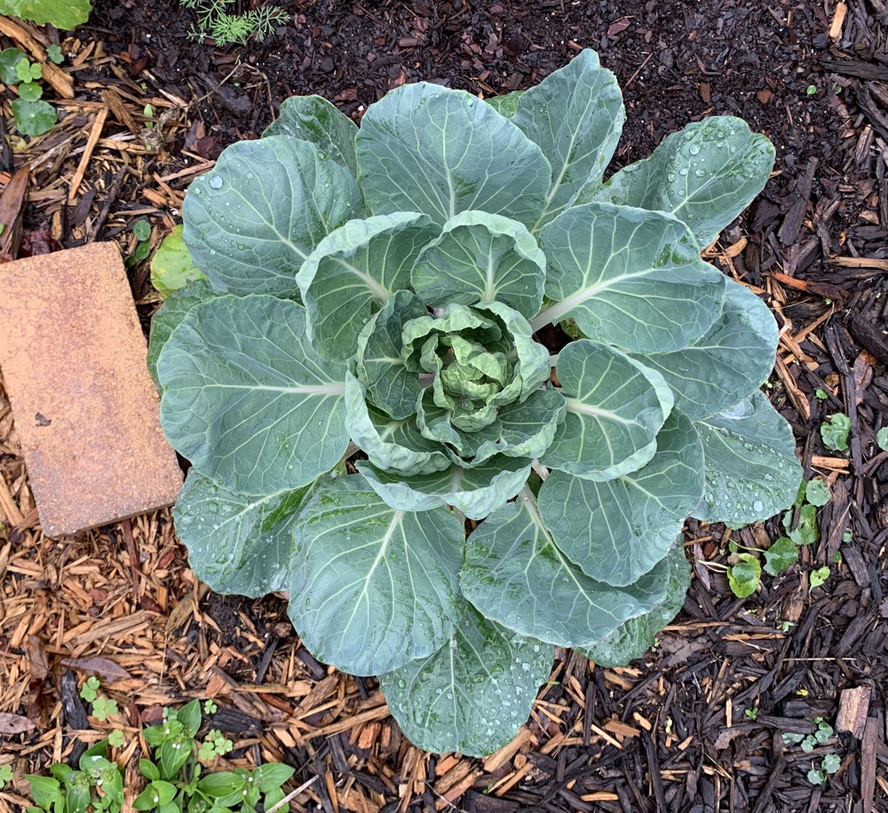 brussel sprouts plant garden