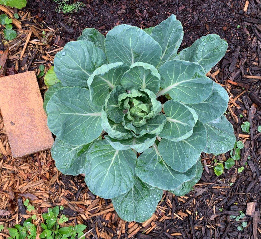 brussel sprouts plant garden