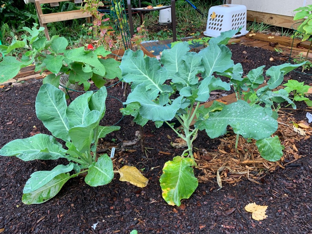 cauliflower and broccoli plant
