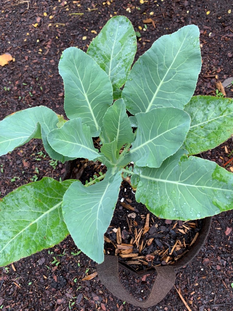 Cauliflower plant