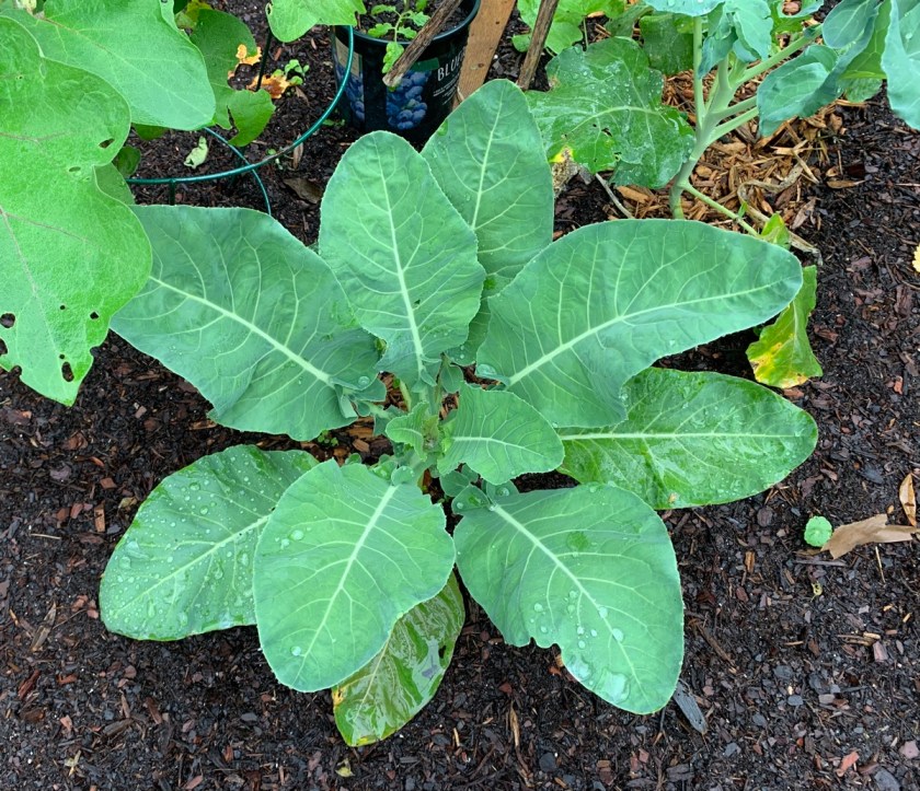 Cauliflower plant