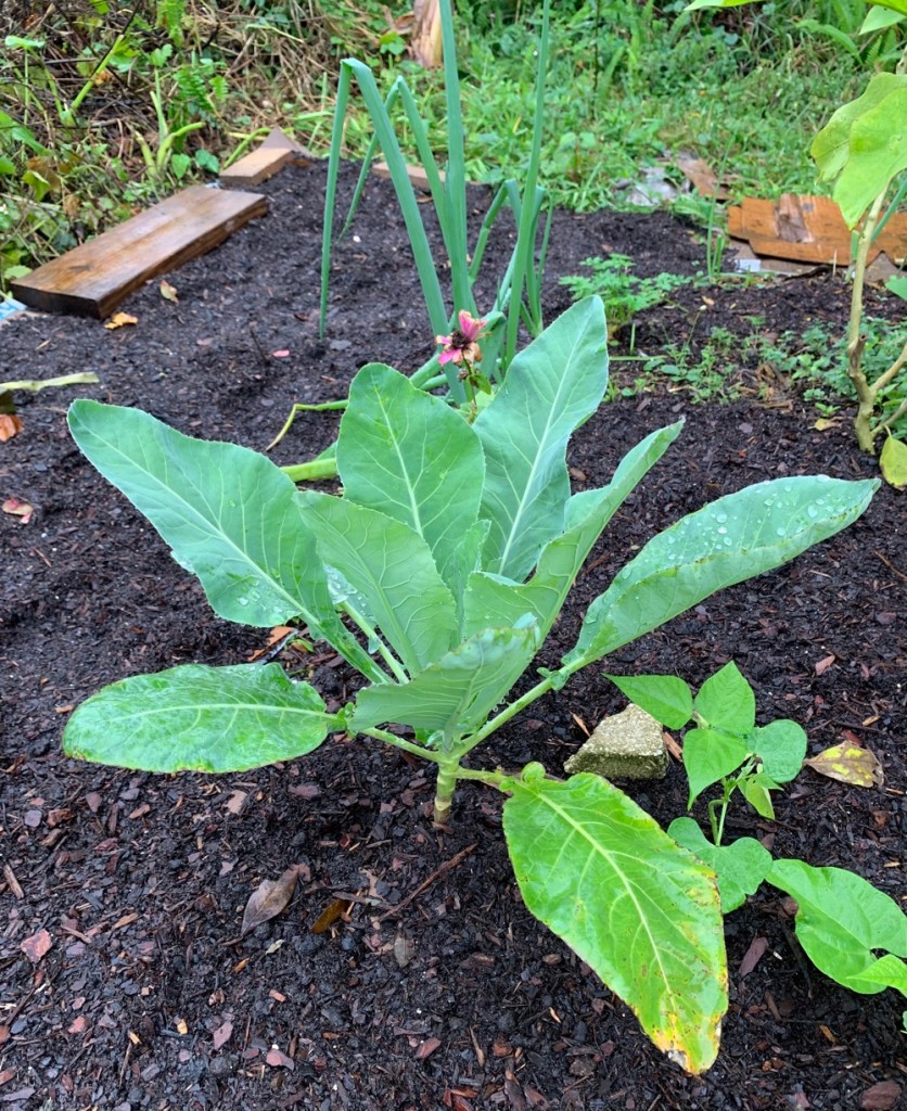 Cauliflower plant