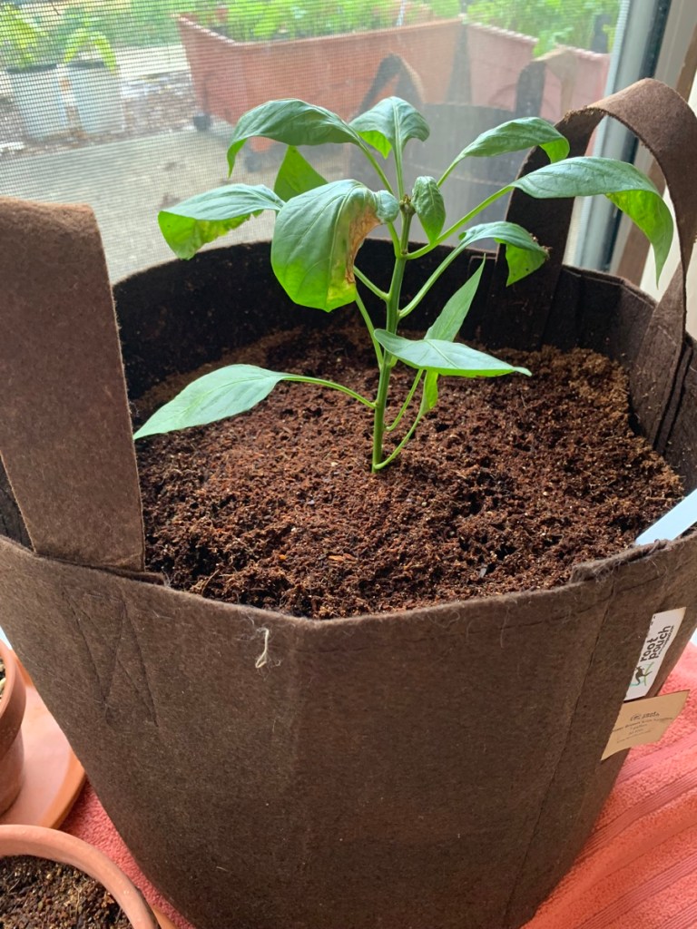 pepper plant in fabric pot
