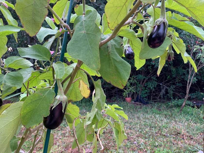 eggplant on vine