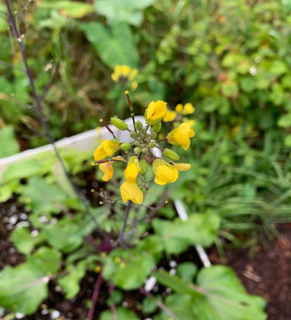 flowers of hon tsai broccoli