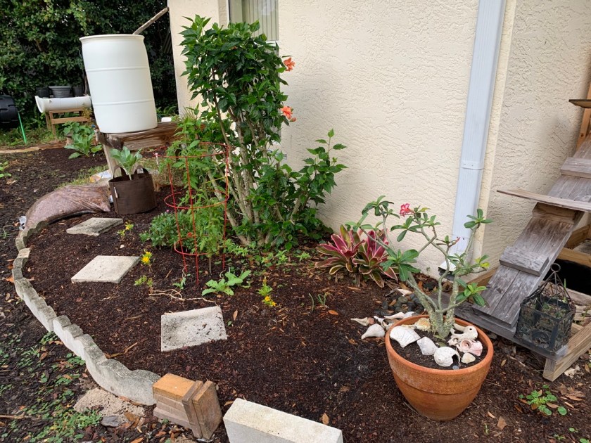 Winter flower garden florida