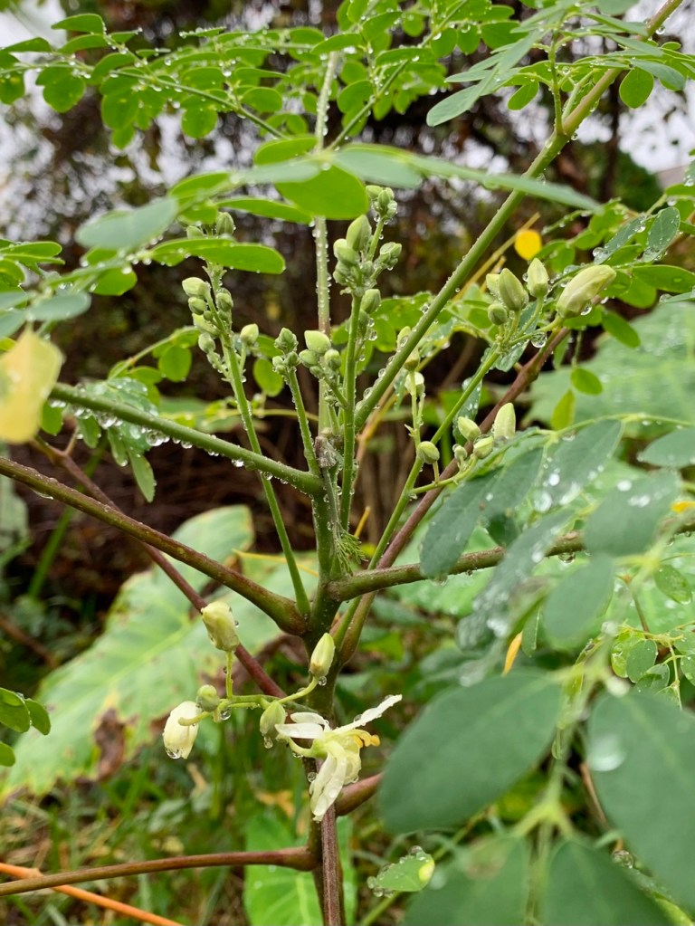 Moringa flowers flowering