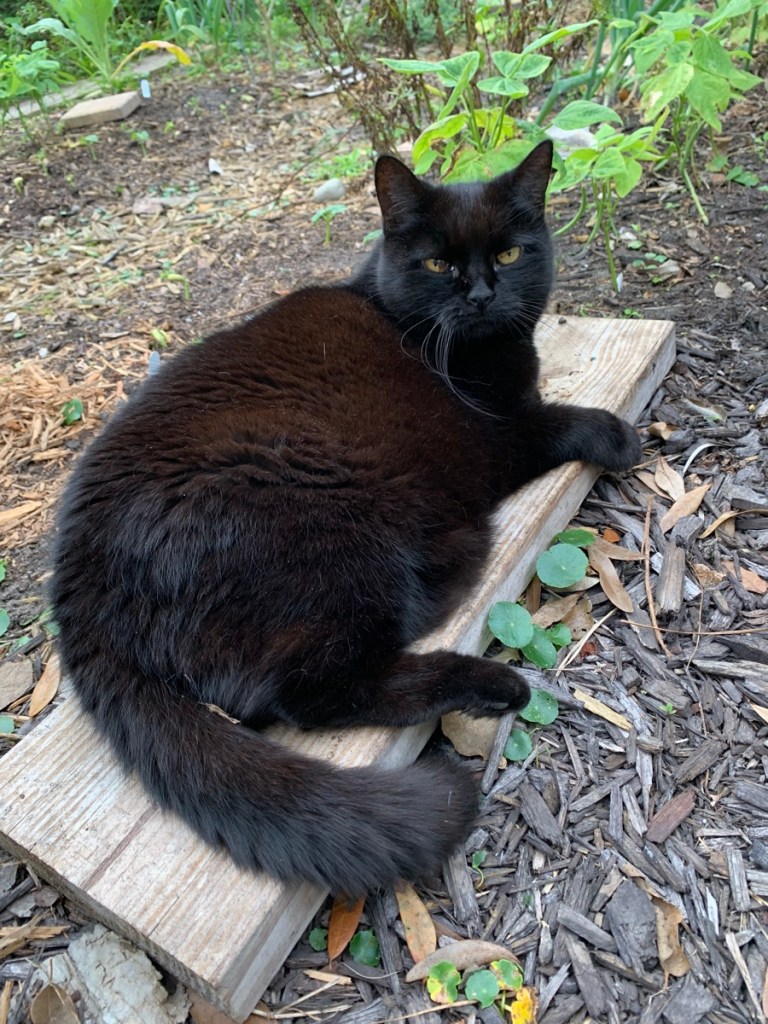 Skittle in the garden