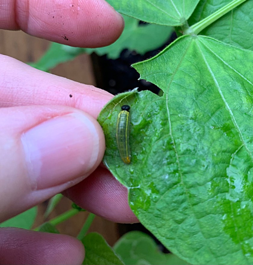 bean leafroller worm